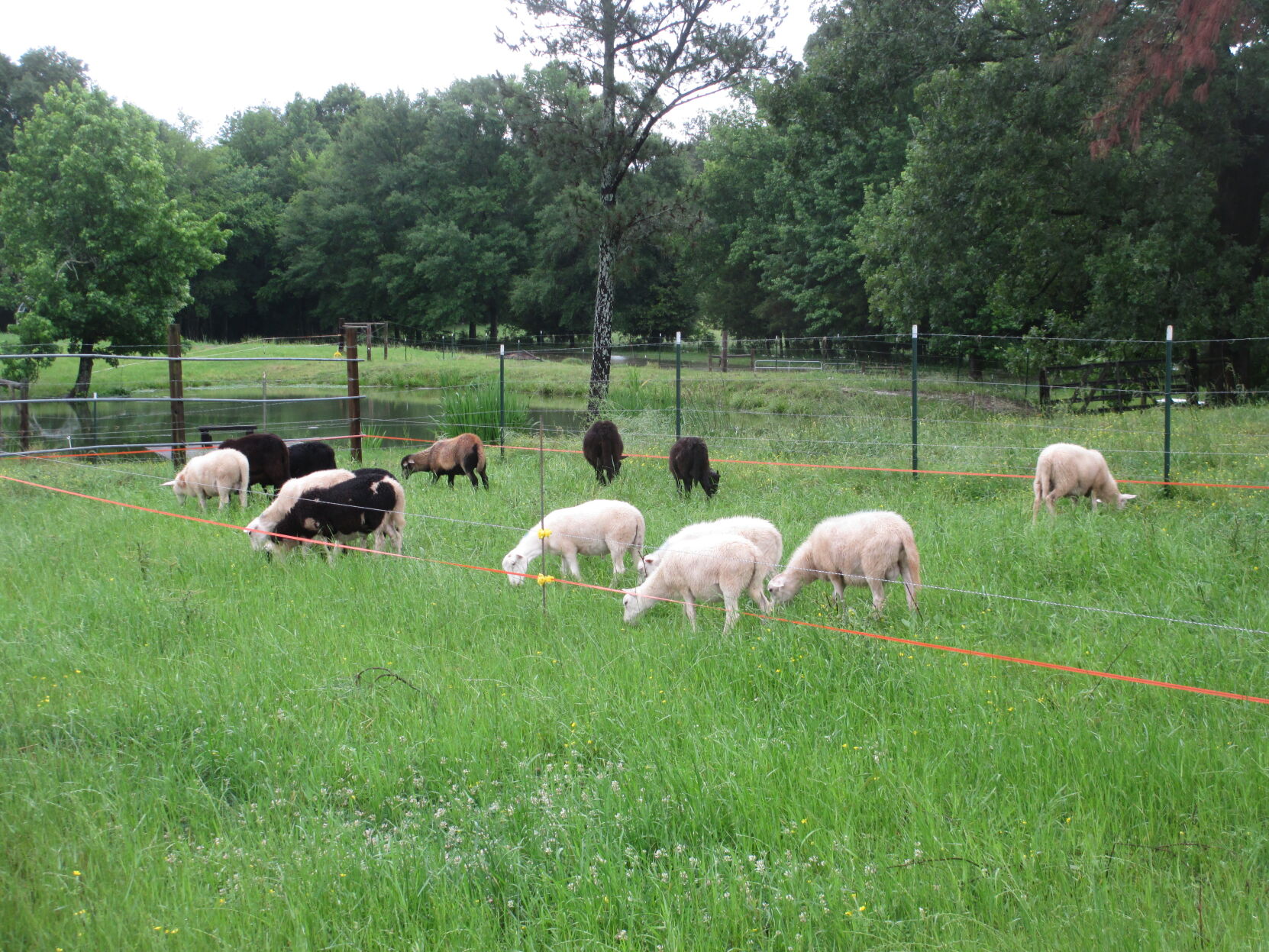 lambs